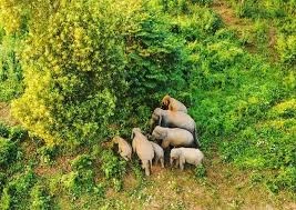 কাপ্তাই পার্কে নতুন হাতি শাবক